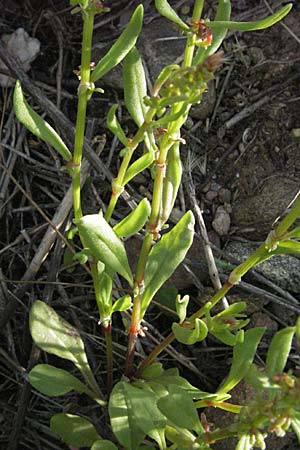 Rumex bucephalophorus subsp. gallicus \ Stierkopf-Ampfer / Horned Dock, F Maures,  Bois de Rouquan 12.5.2007