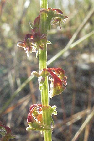 Rumex bucephalophorus subsp. gallicus \ Stierkopf-Ampfer / Horned Dock, F Maures,  Bois de Rouquan 12.5.2007