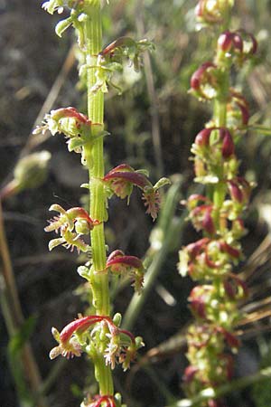 Rumex bucephalophorus subsp. gallicus \ Stierkopf-Ampfer / Horned Dock, F Maures,  Bois de Rouquan 12.5.2007