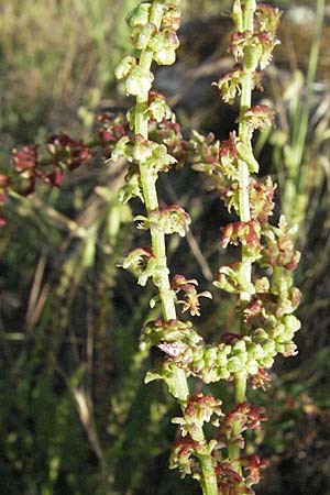 Rumex bucephalophorus subsp. gallicus \ Stierkopf-Ampfer / Horned Dock, F Maures,  Bois de Rouquan 12.5.2007