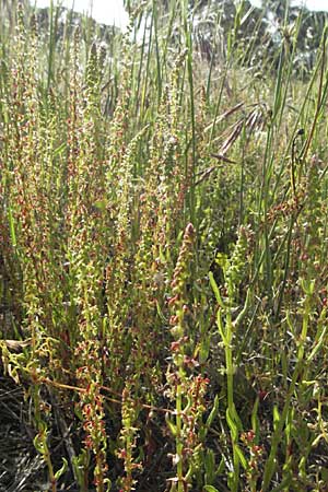 Rumex bucephalophorus subsp. gallicus \ Stierkopf-Ampfer / Horned Dock, F Maures,  Bois de Rouquan 12.5.2007