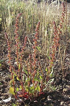Rumex bucephalophorus subsp. gallicus \ Stierkopf-Ampfer / Horned Dock, F Maures,  Bois de Rouquan 12.5.2007