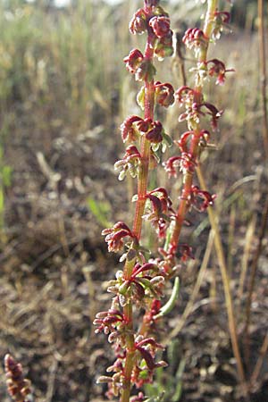 Rumex bucephalophorus subsp. gallicus \ Stierkopf-Ampfer / Horned Dock, F Maures,  Bois de Rouquan 12.5.2007