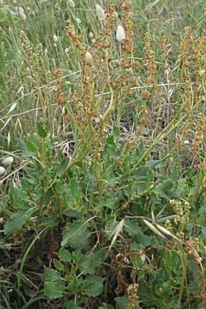 Rumex tingitanus \ Tanger-Ampfer / Tangier Sorrel, F Camargue 13.5.2007