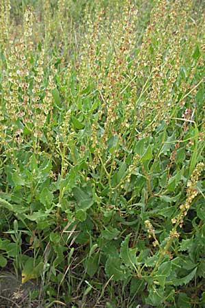 Rumex tingitanus \ Tanger-Ampfer / Tangier Sorrel, F Camargue 13.5.2007