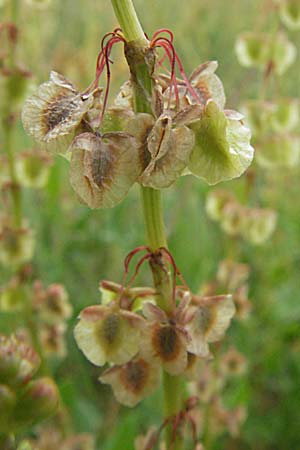 Rumex tingitanus \ Tanger-Ampfer / Tangier Sorrel, F Camargue 13.5.2007