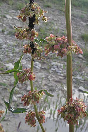 Rumex crispus \ Krauser Ampfer / Curled Dock, F Dept. Aveyron,  Tiergues 15.5.2007