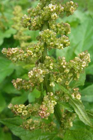 Blitum bonus-henricus \ Guter Heinrich / Good King Henry, F Col de l'Allimas 17.5.2007