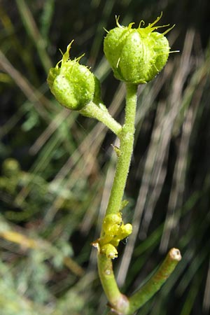 Ruta angustifolia \ Schmalblttrige Raute / Narrow-Leaved Rue, F Grand Canyon du Verdon 23.6.2008