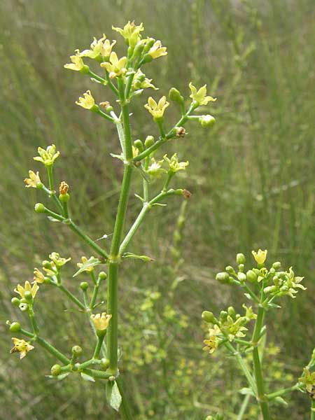 Rubia tinctorum \ Frber-Rte, Frber-Krapp / Madder, F Toreilles 24.6.2008