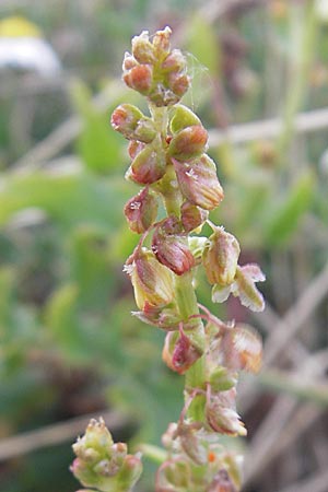 Rumex tingitanus \ Tanger-Ampfer / Tangier Sorrel, F S&egrave;te 4.6.2009