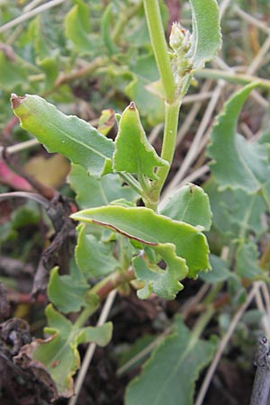 Rumex tingitanus \ Tanger-Ampfer / Tangier Sorrel, F S&egrave;te 4.6.2009