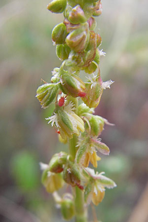 Rumex tingitanus \ Tanger-Ampfer / Tangier Sorrel, F S&egrave;te 5.6.2009