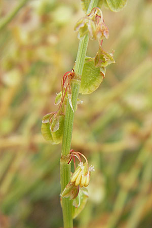 Rumex tingitanus \ Tanger-Ampfer / Tangier Sorrel, F S&egrave;te 5.6.2009