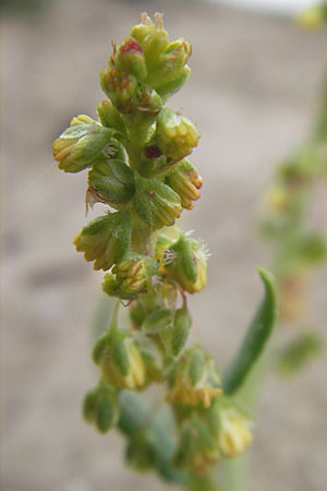 Rumex tingitanus \ Tanger-Ampfer / Tangier Sorrel, F S&egrave;te 5.6.2009