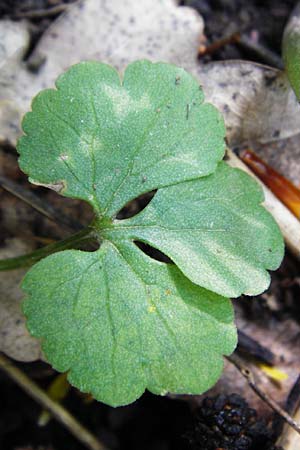 Ranunculus pleiophyllus \ Vollblttriger Gold-Hahnenfu / Filled-Leaved Goldilocks, F Ostheim 18.4.2015