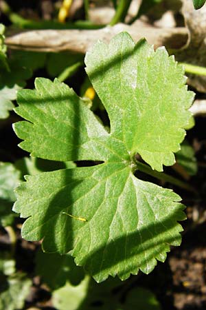 Ranunculus pleiophyllus \ Vollblttriger Gold-Hahnenfu / Filled-Leaved Goldilocks, F Ostheim 18.4.2015