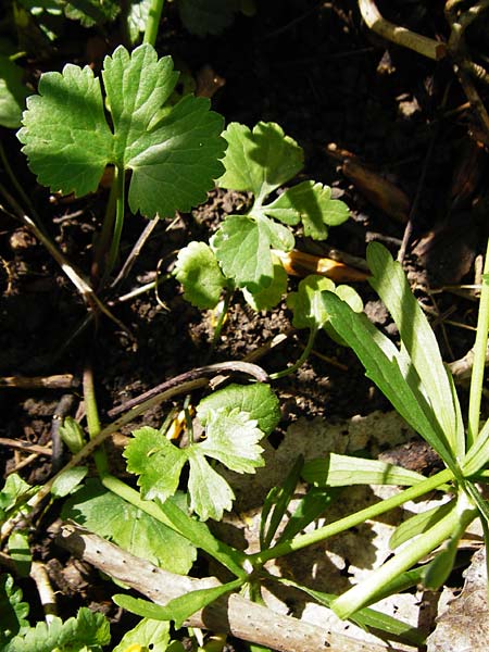 Ranunculus pleiophyllus \ Vollblttriger Gold-Hahnenfu / Filled-Leaved Goldilocks, F Ostheim 18.4.2015