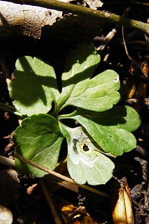 Ranunculus pleiophyllus \ Vollblttriger Gold-Hahnenfu / Filled-Leaved Goldilocks, F Ostheim 18.4.2015