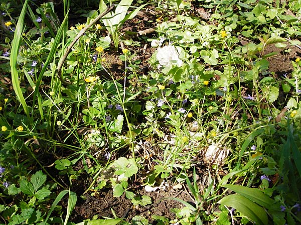Ranunculus pleiophyllus \ Vollblttriger Gold-Hahnenfu / Filled-Leaved Goldilocks, F Ostheim 18.4.2015