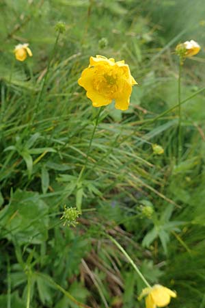 Ranunculus aduncus \ Haken-Hahnenfu / Hooked Buttercup, F Col de la Bonette 8.7.2016