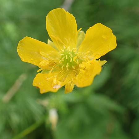 Ranunculus aduncus \ Haken-Hahnenfu / Hooked Buttercup, F Col de la Bonette 8.7.2016