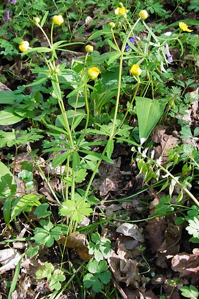 Ranunculus zinselianus \ Zinsel-Gold-Hahnenfu / Zinsel Goldilocks, F Schweighouse-sur-Moder 18.4.2015