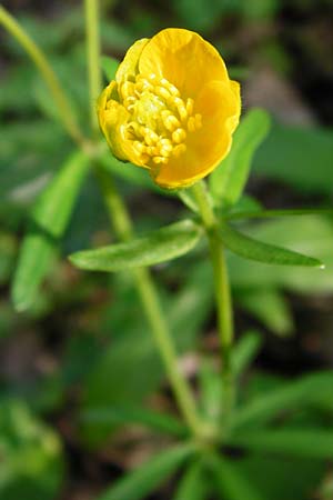 Ranunculus zinselianus \ Zinsel-Gold-Hahnenfu / Zinsel Goldilocks, F Schweighouse-sur-Moder 18.4.2015