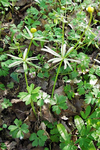 Ranunculus zinselianus \ Zinsel-Gold-Hahnenfu / Zinsel Goldilocks, F Schweighouse-sur-Moder 18.4.2015