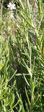 Spergularia media \ Flgelsamige Schuppenmiere / Greater Sea Spurrey, F Stes. Maries 26.5.2009