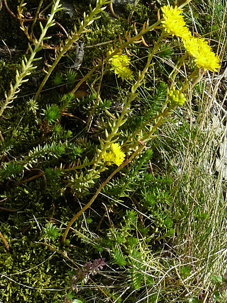 Sedum rupestre \ Felsen-Fetthenne, Tripmadam / Crooked Yellow Stonecrop, Reflexed Stonecrop, F Rimbach-pres-Masevaux 6.8.2008