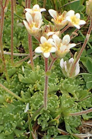 Saxifraga exarata subsp. exarata \ Furchen-Steinbrech / White Musky Saxifrage, F Col de la Bonette 8.7.2016
