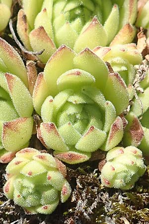 Sempervivum montanum \ Berg-Hauswurz / Mountain House-Leek, F Collet de Allevard 9.7.2016