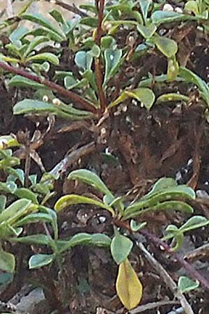 Rhamnus oleoides \ Olivenbl&auml;ttriger Kreuzdorn / European Buckthorn, Mediterranean Buckthorn, F Pyren&auml;en/Pyrenees, Gorges de Galamus 23.7.2018