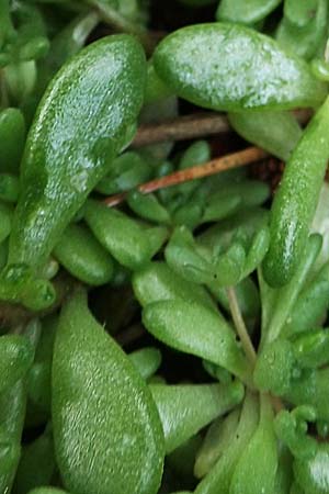 Sedum hirsutum \ Behaarter Mauerpfeffer / Hairy Stonecrop, F Pyren&auml;en/Pyrenees, Eyne 4.8.2018