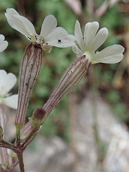 Silene italica \ Italienisches Leimkraut / Italian Campion, F S. Sauveur-sur-Tinée 30.4.2023