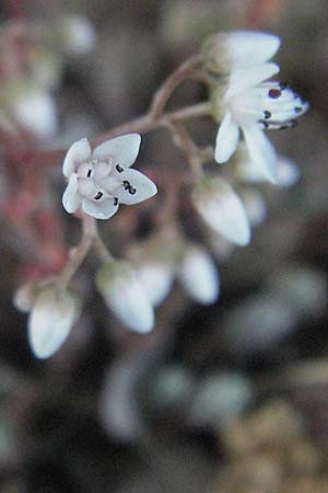 Sedum album \ Weier Mauerpfeffer / White Stonecrop, F St. Martin-de-Crau 9.6.2006
