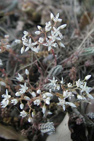 Sedum album \ Weier Mauerpfeffer / White Stonecrop, F St. Martin-de-Crau 9.6.2006