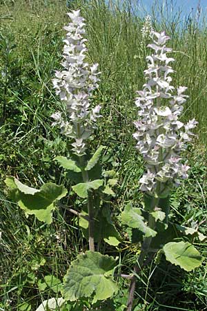 Salvia sclarea \ Muskateller-Salbei / Clary Sage, F Rochefort-en-Valdaine 10.6.2006