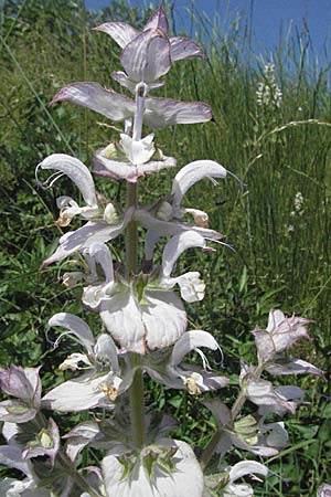 Salvia sclarea \ Muskateller-Salbei / Clary Sage, F Rochefort-en-Valdaine 10.6.2006