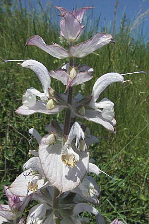 Salvia sclarea \ Muskateller-Salbei / Clary Sage, F Rochefort-en-Valdaine 10.6.2006