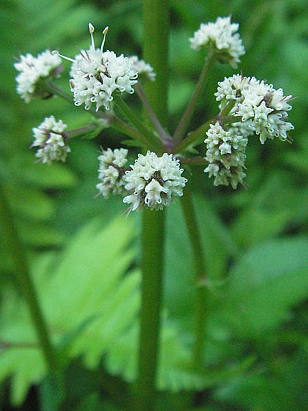 Sanicula europaea \ Sanikel / Sanicle, F Allevard 11.6.2006