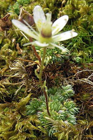 Saxifraga bryoides \ Moos-Steinbrech / Mossy Saxifrage, F Pyrenäen/Pyrenees, Eyne 9.8.2006
