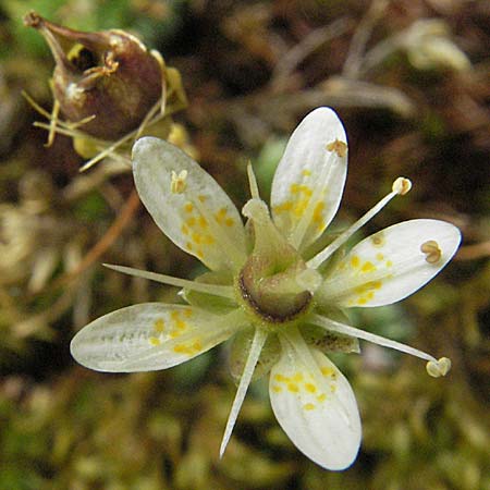Saxifraga bryoides \ Moos-Steinbrech / Mossy Saxifrage, F Pyrenäen/Pyrenees, Eyne 9.8.2006