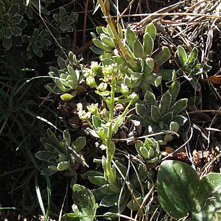 Saxifraga paniculata \ Rispen-Steinbrech, Trauben-Steinbrech / Livelong Saxifrage, F Pyrenäen/Pyrenees, Eyne 9.8.2006