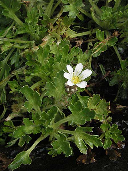 Saxifraga aquatica \ Wasser-Steinbrech / Pyrenean Water Saxifrage, F Pyren&auml;en/Pyrenees, Eyne 9.8.2006