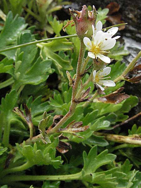 Saxifraga aquatica \ Wasser-Steinbrech / Pyrenean Water Saxifrage, F Pyren&auml;en/Pyrenees, Eyne 9.8.2006