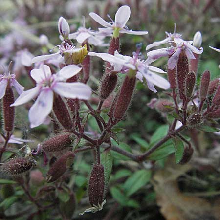 Saponaria ocymoides \ Rotes Seifenkraut / Rock Soapwort, F Aspres 12.5.2007