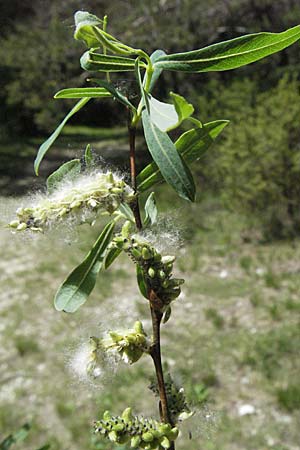 Salix purpurea \ Purpur-Weide / Purple Willow, F Castellane 12.5.2007