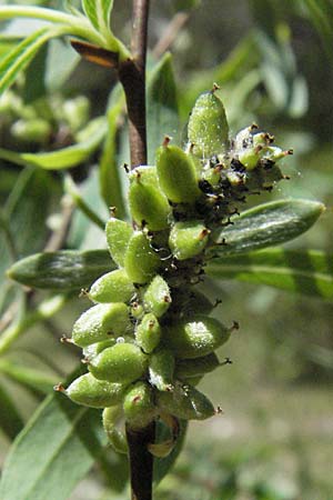 Salix purpurea \ Purpur-Weide / Purple Willow, F Castellane 12.5.2007